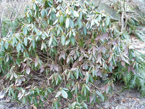 cold injury rhododendron